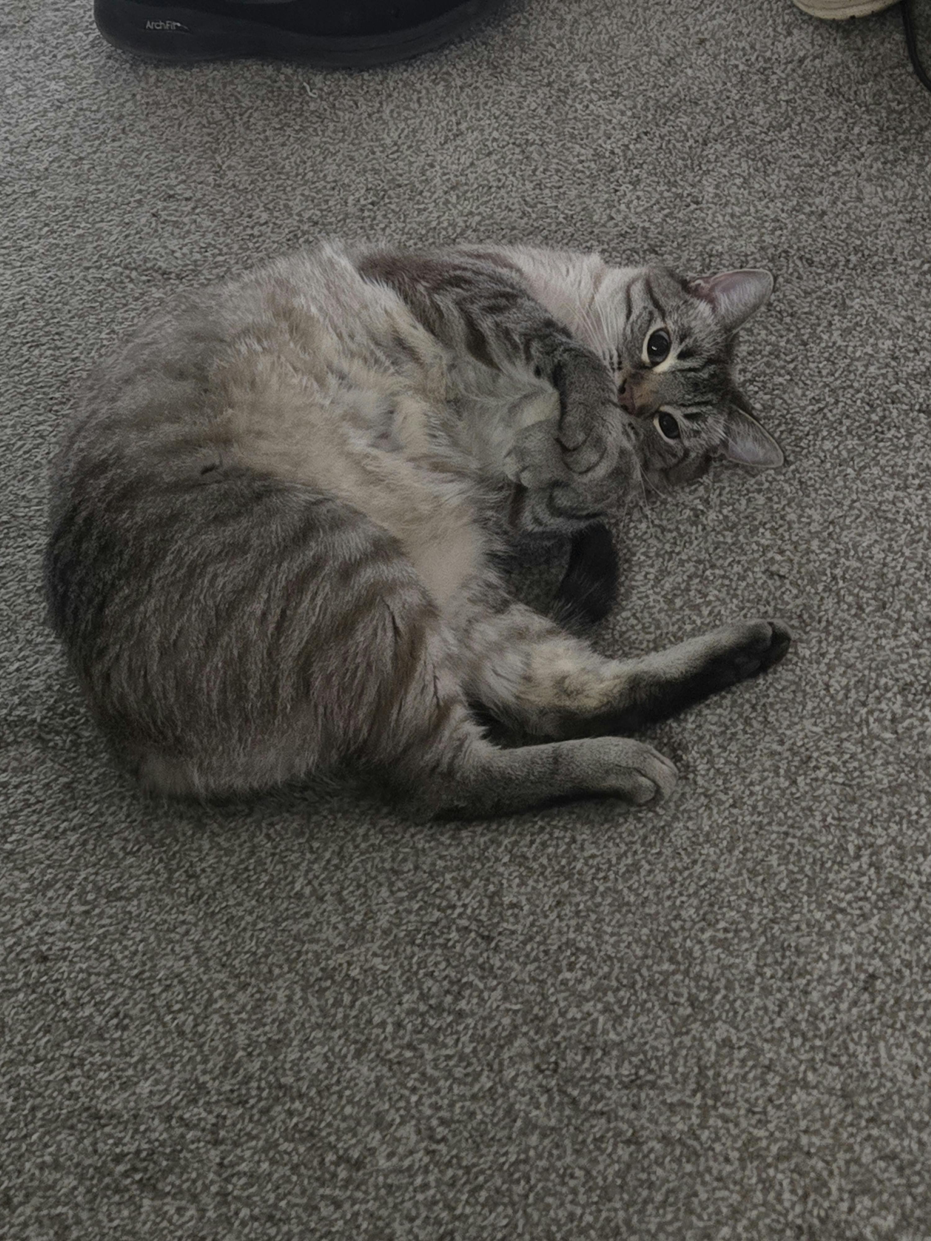 user avatar image for Jessica Pratt