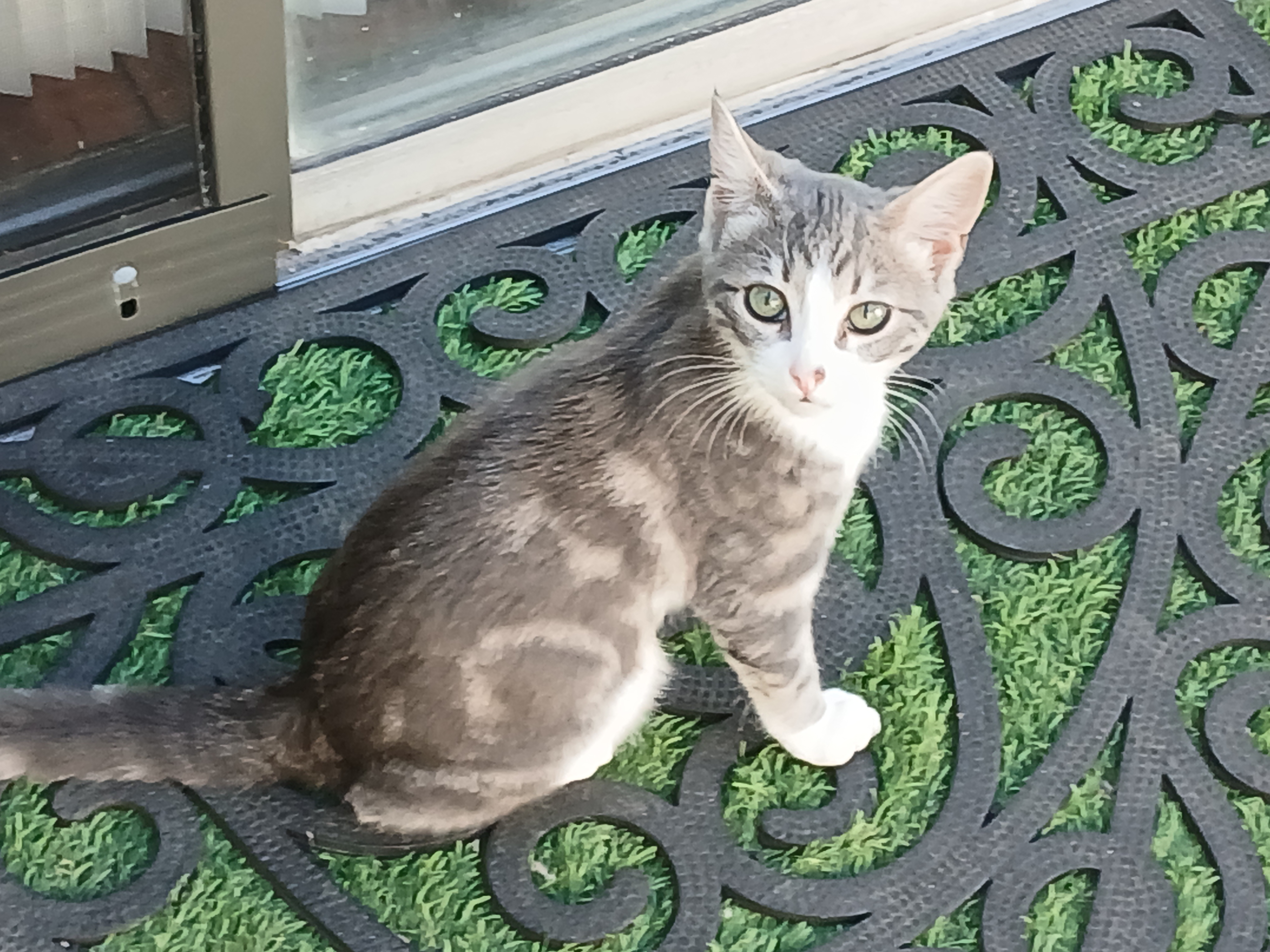 user avatar image for Cat Security Blanket
