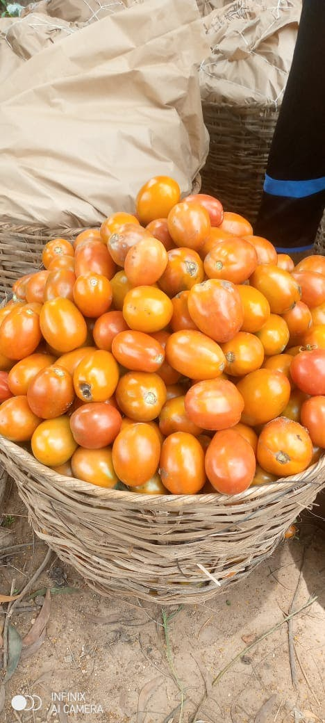 Get Ready for Fruits and vegetables productions