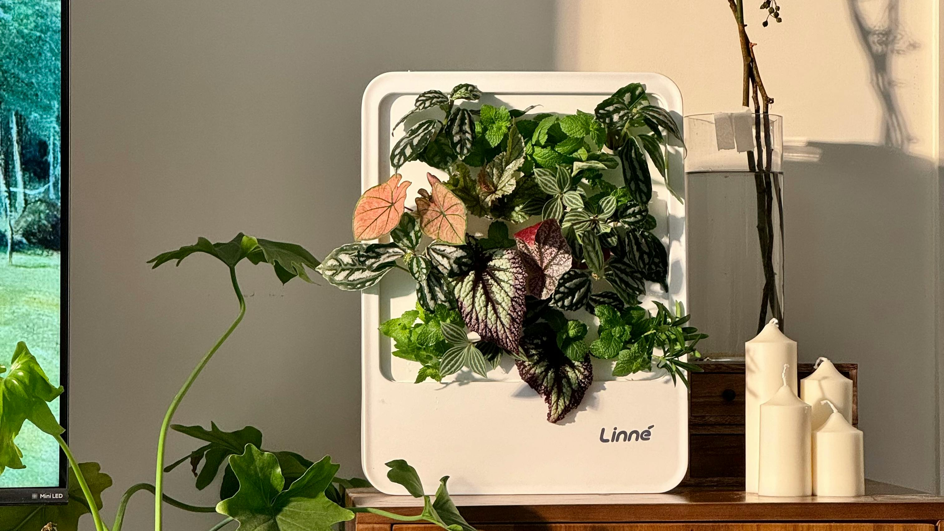 Get Ready for LinnéGarden: Vertical Hydroponics Garden - Grow｜Design｜Enjoy