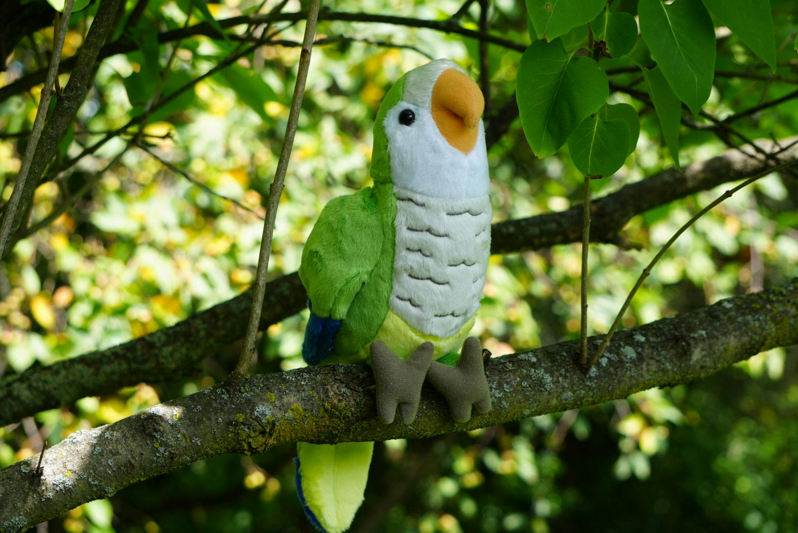 Get Ready for Shipping For Pauli The Quaker Parrot Plush