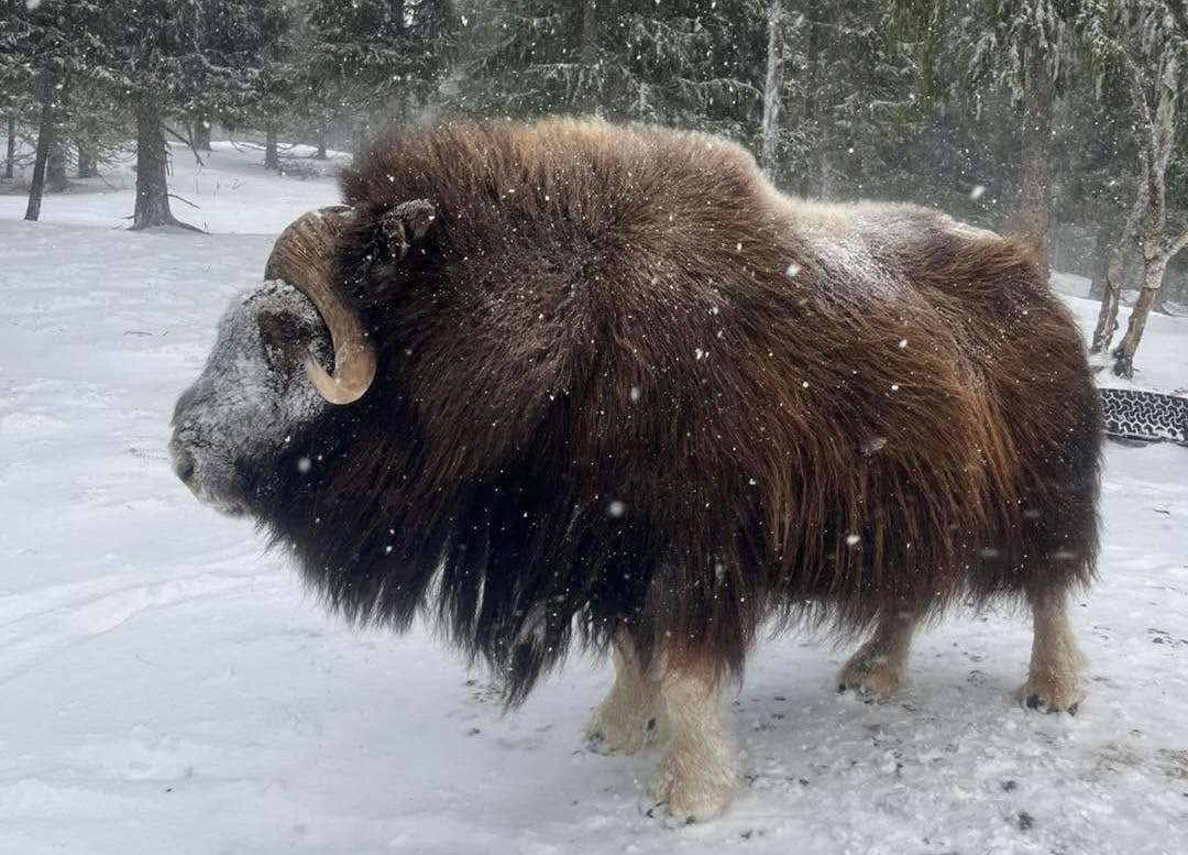 Get Ready for The mystic Musk ox - A book with amazing photos & stories