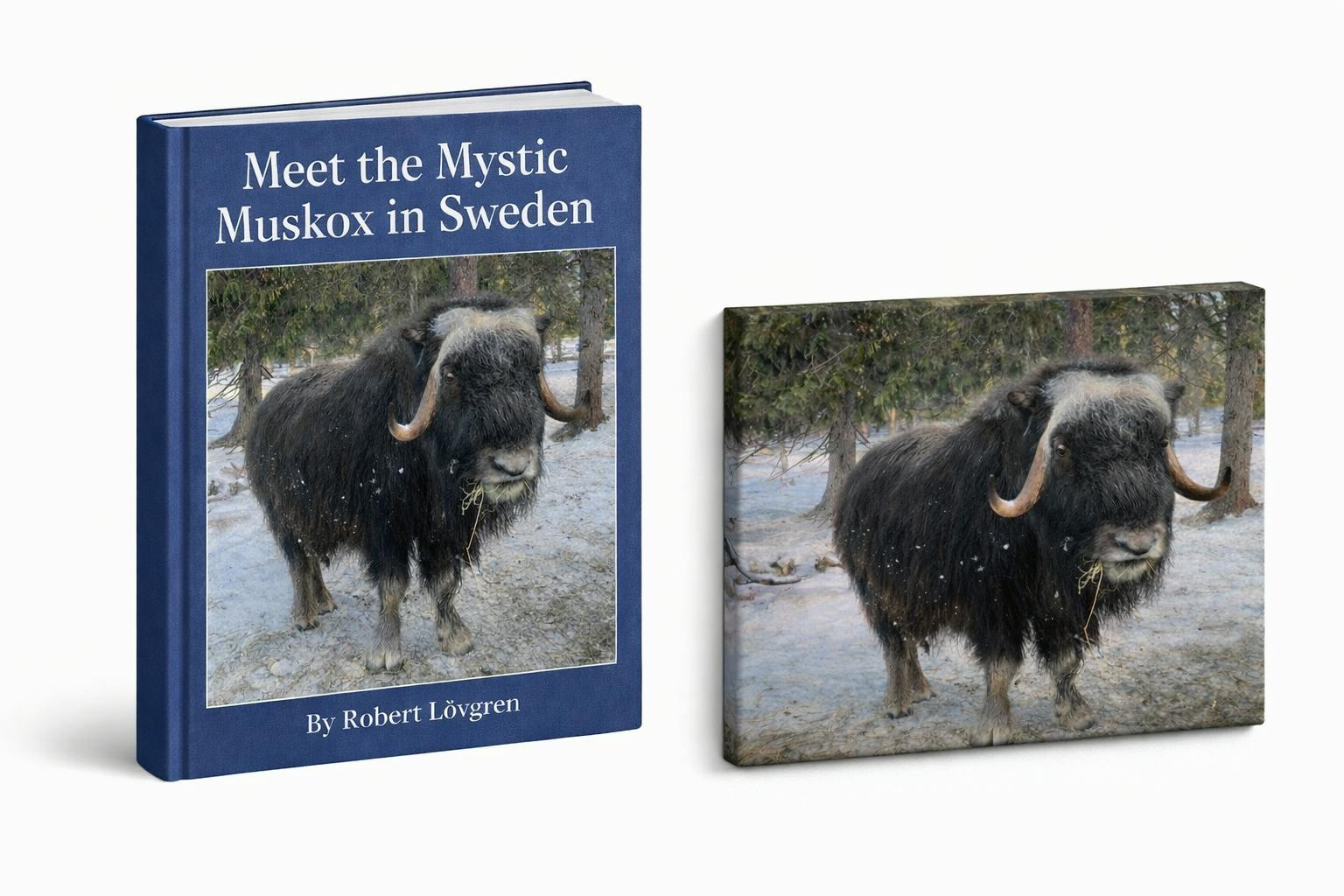 Get Ready for Meet the Swedish Myskox - Photo book and canvas
